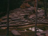 Menagerie du jardin des plantes