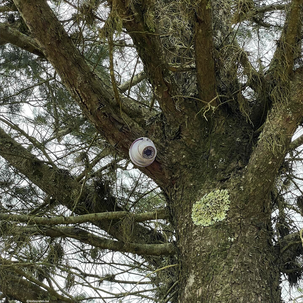 Connected tree, Villa de Leyva, Boyacá, Colombia