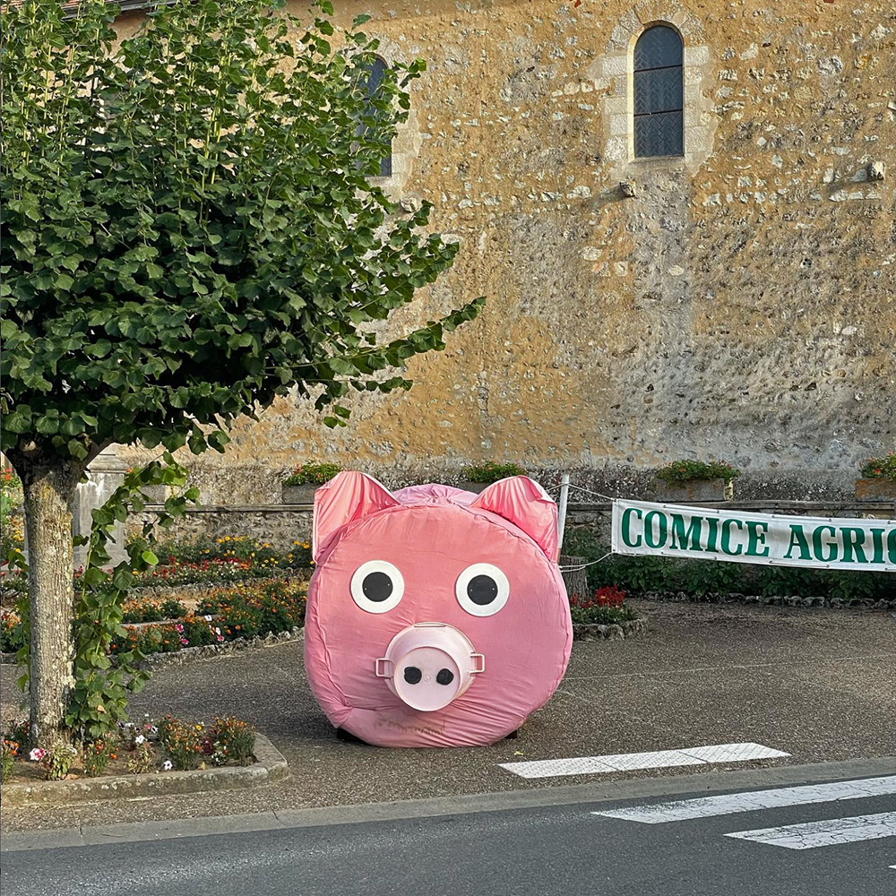 Pig of the Comice Agricole, Courgenard, France
