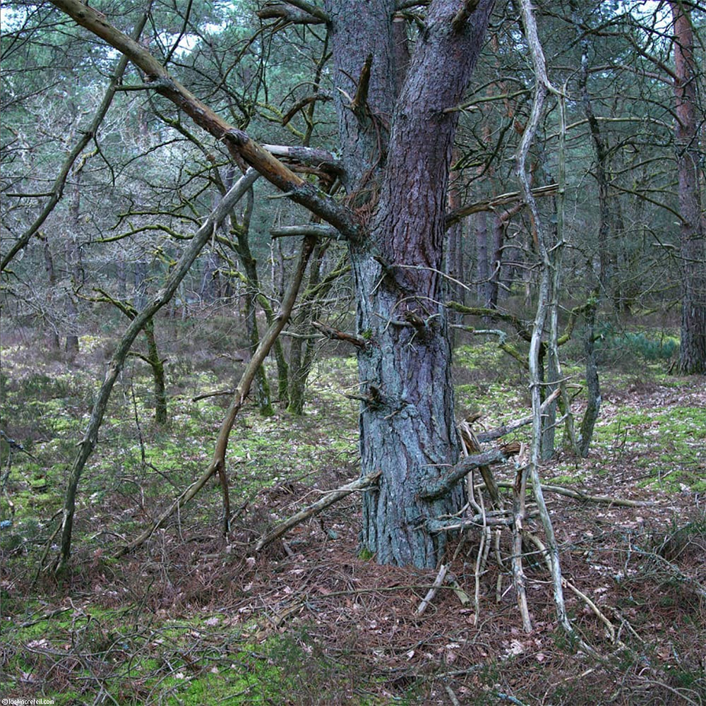 Fontainebleau forest