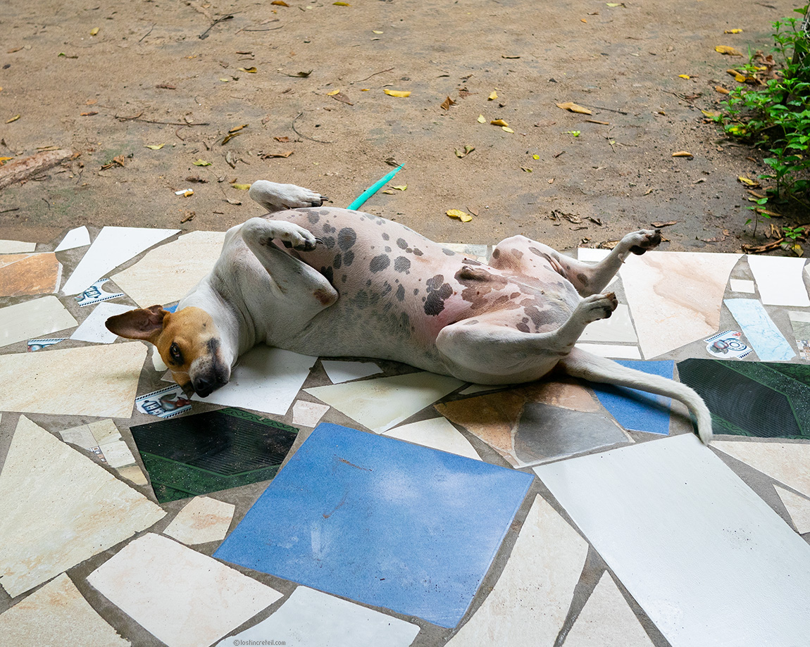 Dog, Isla Grande, Colombia