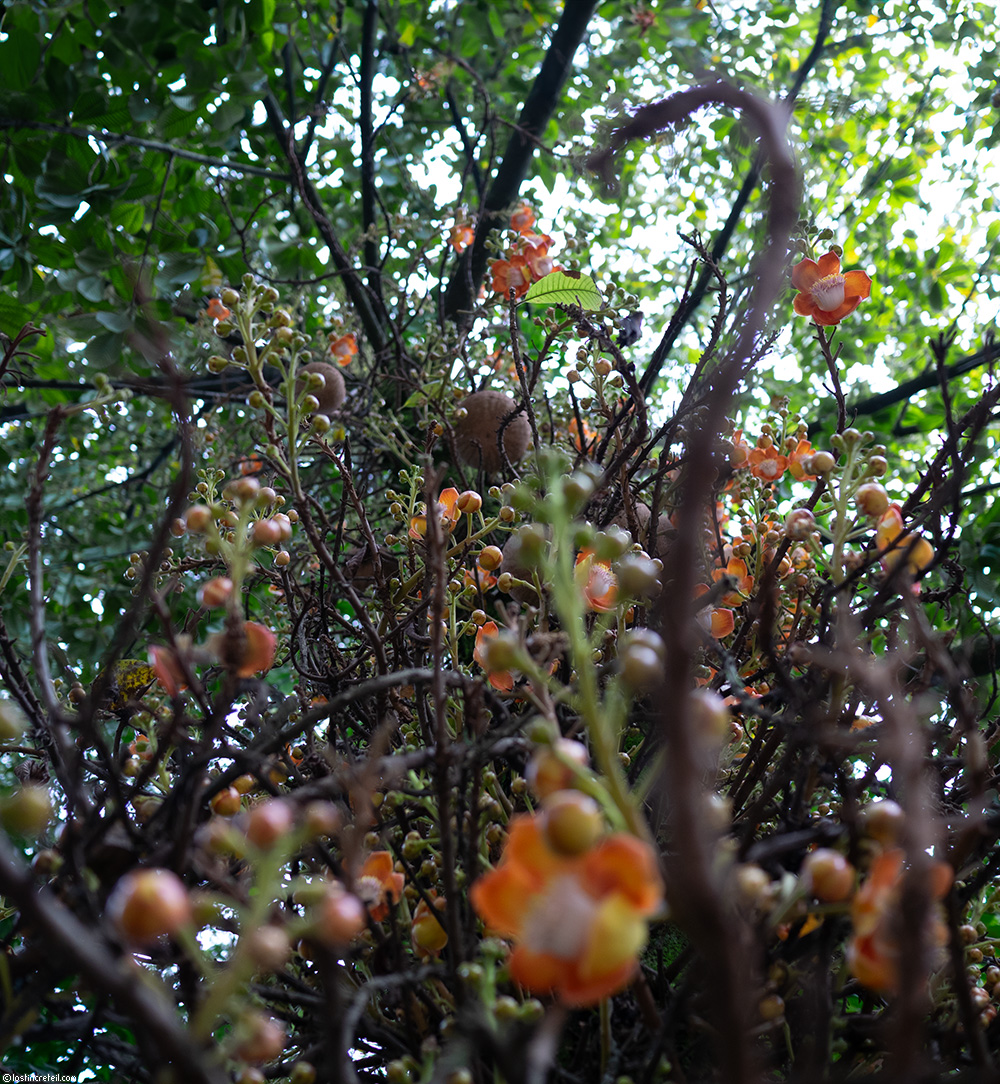 Botanical garden, Medellin, Colombia