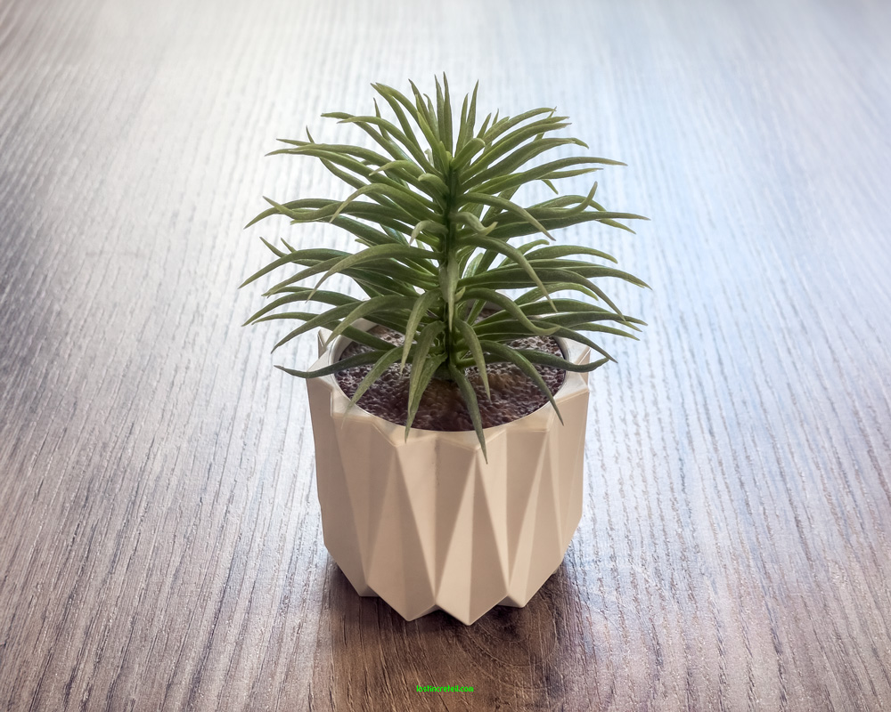 Plant - Bogota - Colombia