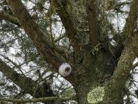 Connected tree, Villa de Leyva, Boyacá, Colombia