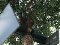 Connected trees, Gare de Lyon, Paris