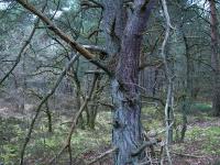 Fontainebleau forest