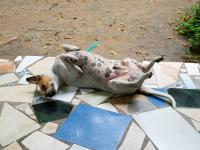 Dog, Isla Grande, Colombia