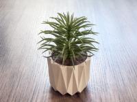 Plant - Bogota - Colombia